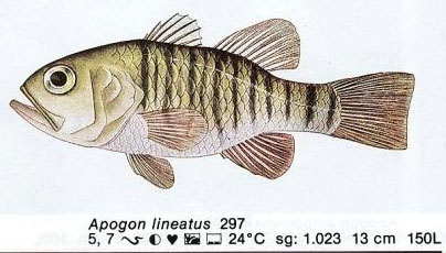 Apogon lineatus